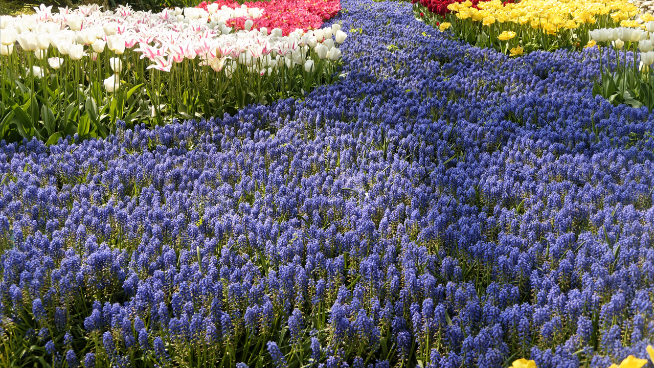 20140423 115612 Keukenhof Gardens, Lisse, South Holland, Netherlands